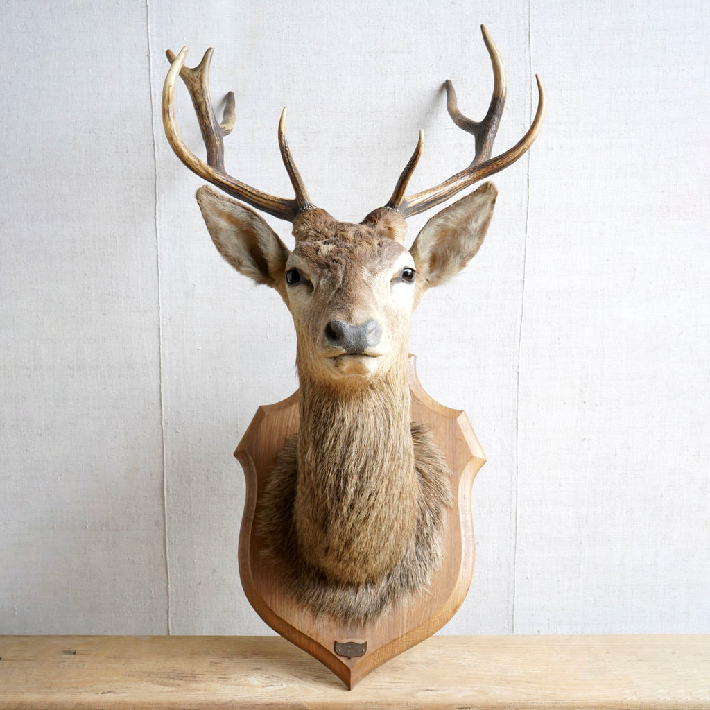 French Stags Head